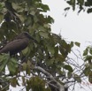 145 LOANGO Inyoungou Riviere Oiseau Ombrette Africaine Scopus umbretta 12E5K2IMG_79249wtmk.jpg